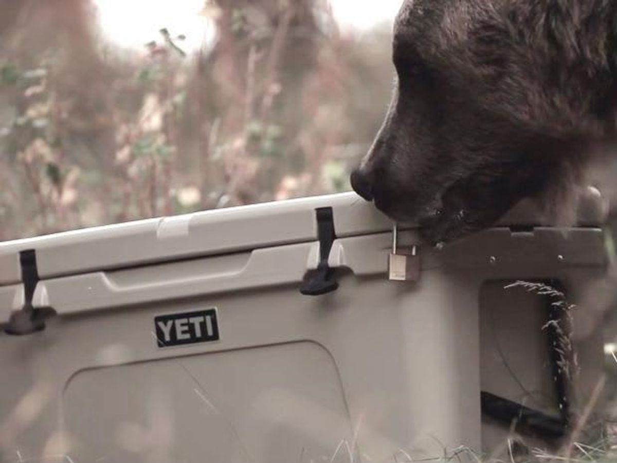 Did you know that YETI coolers are bearproof? CultureMap Austin