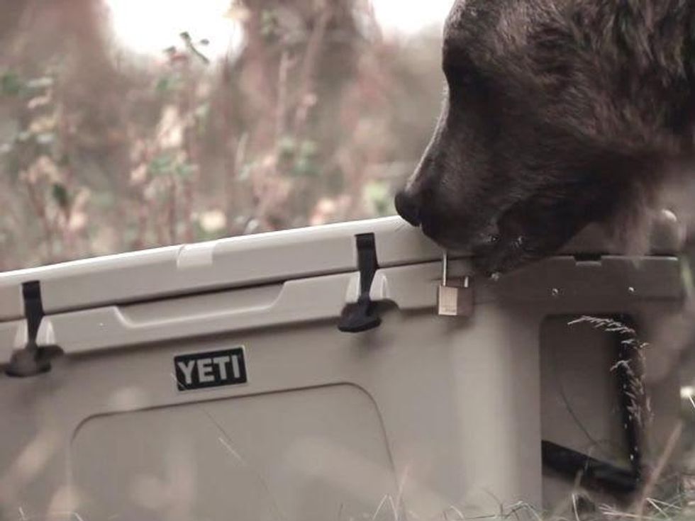 Yeti Coolers Grizzly Bear