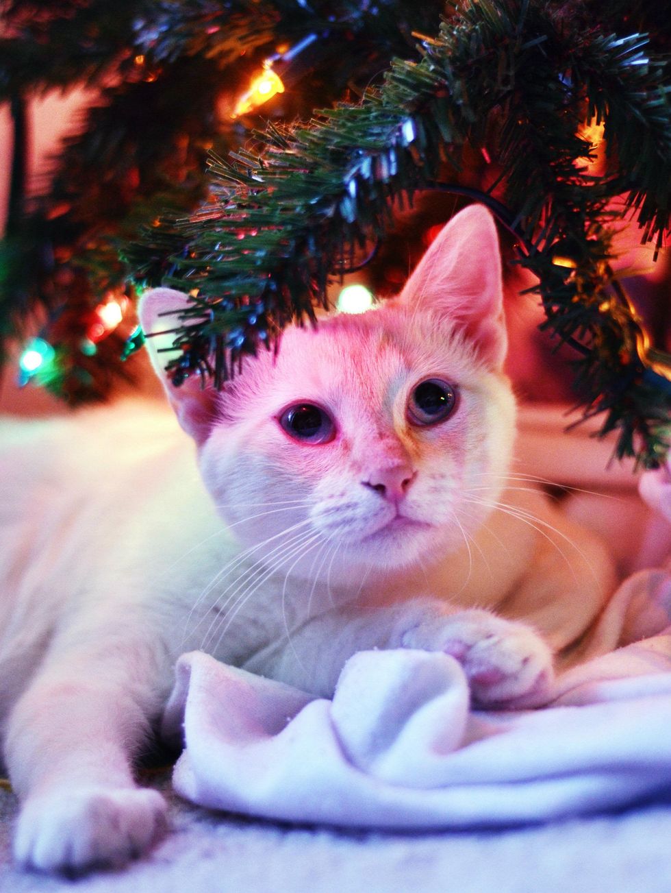 Ying Austin Pets Alive Siamese Mix