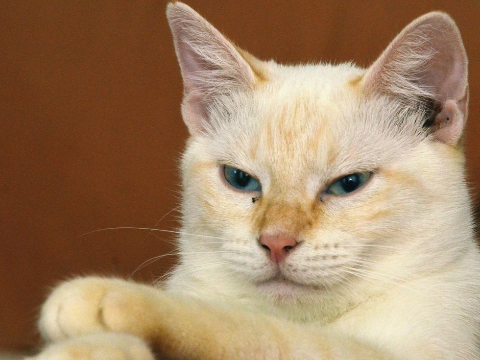 Ying Austin Pets Alive Siamese Mix