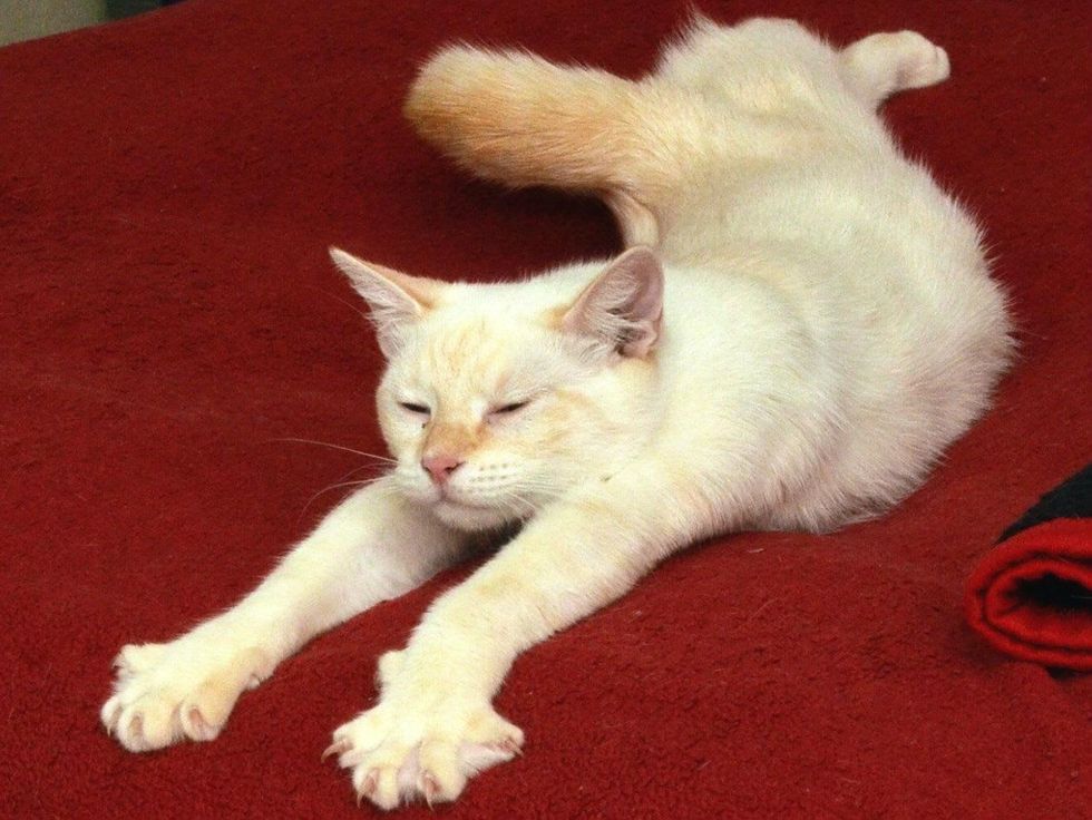 Ying Austin Pets Alive Siamese Mix