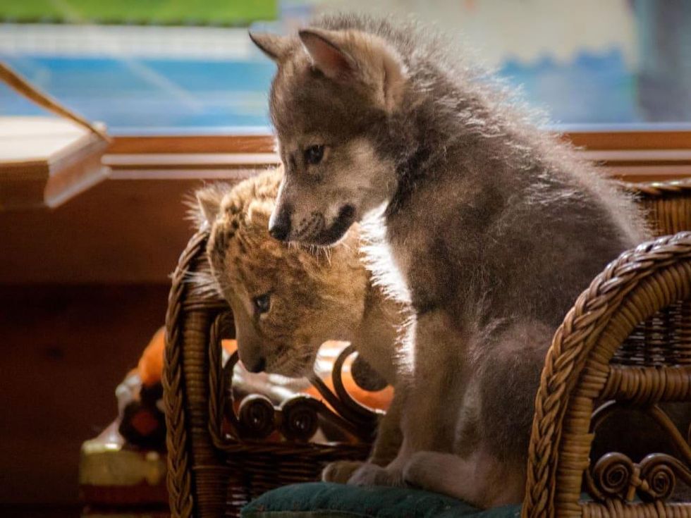 Young animals in The Wolf and the Lion