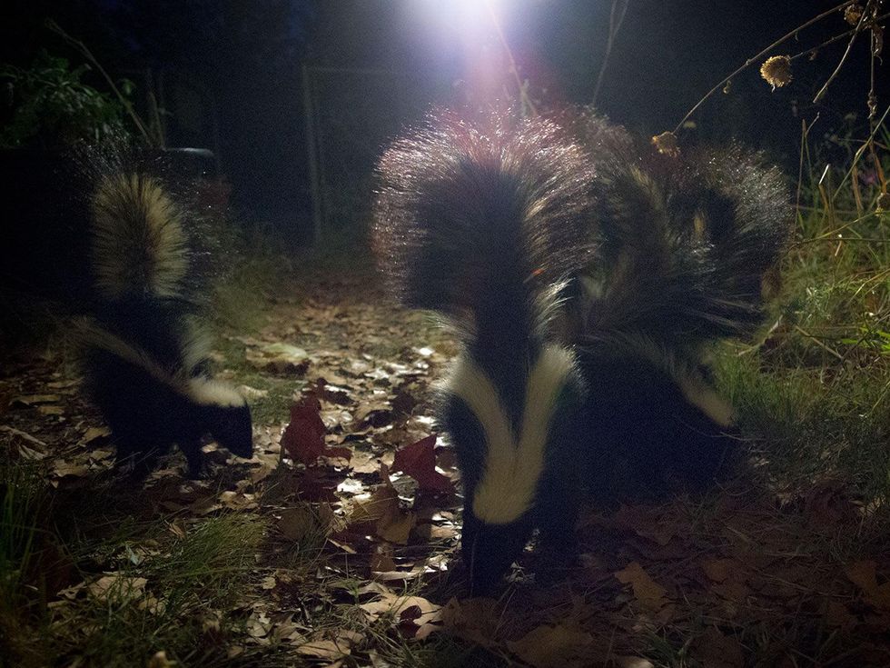 Young skunks feed on beetles among leaves