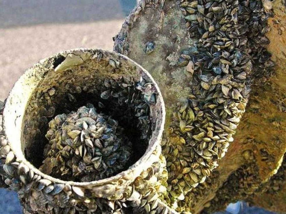 Zebra mussels