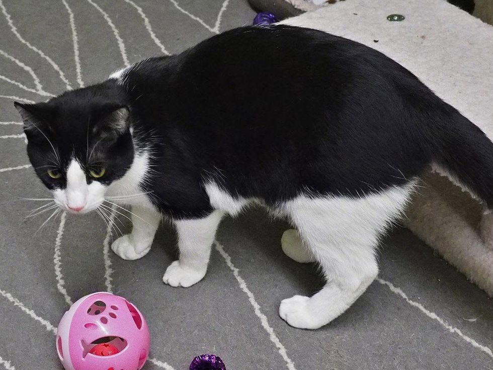 Zinger the cat with a ball as Pet of the week for austin pets Alive!