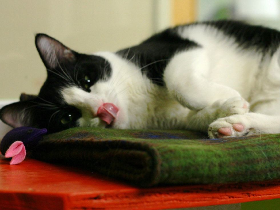 Zinger the cat with his tongue out Pet of the Week for Austin Pets Alive!