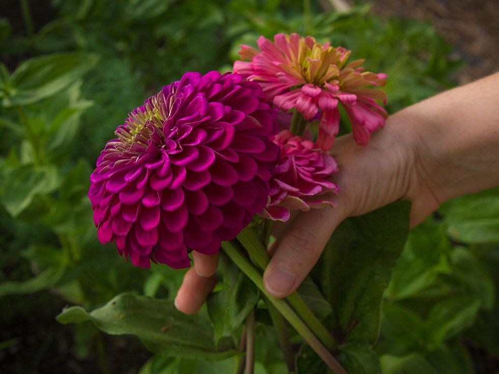 Zinnias in North Texas garden
